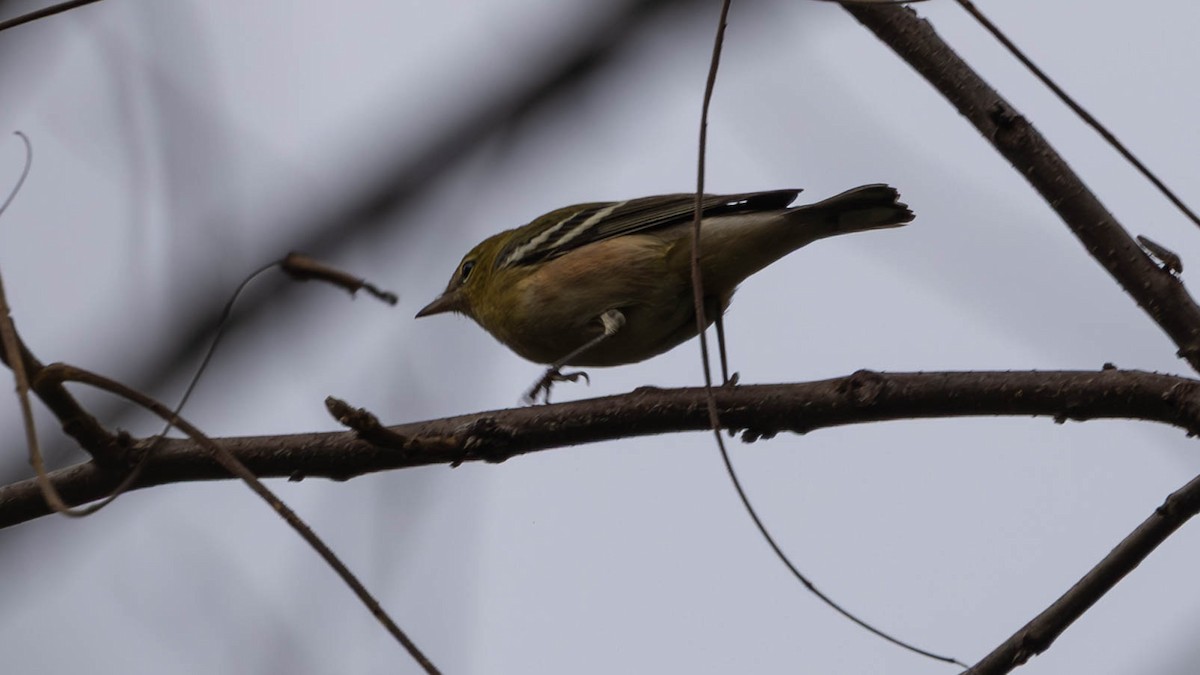 Bay-breasted Warbler - ML641503408