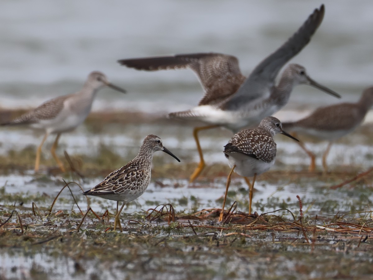 Stilt Sandpiper - Nathan Stimson