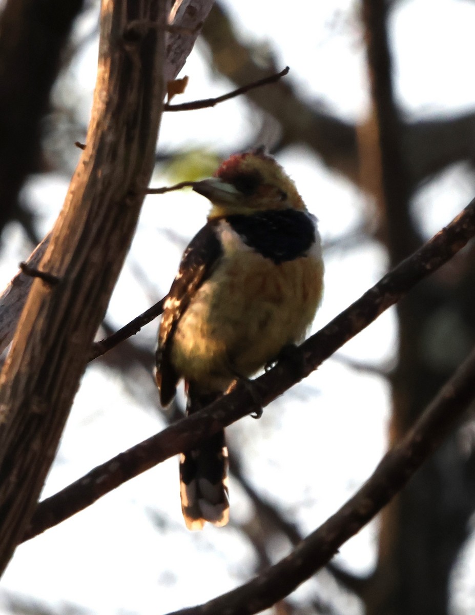 Crested Barbet - ML641503425