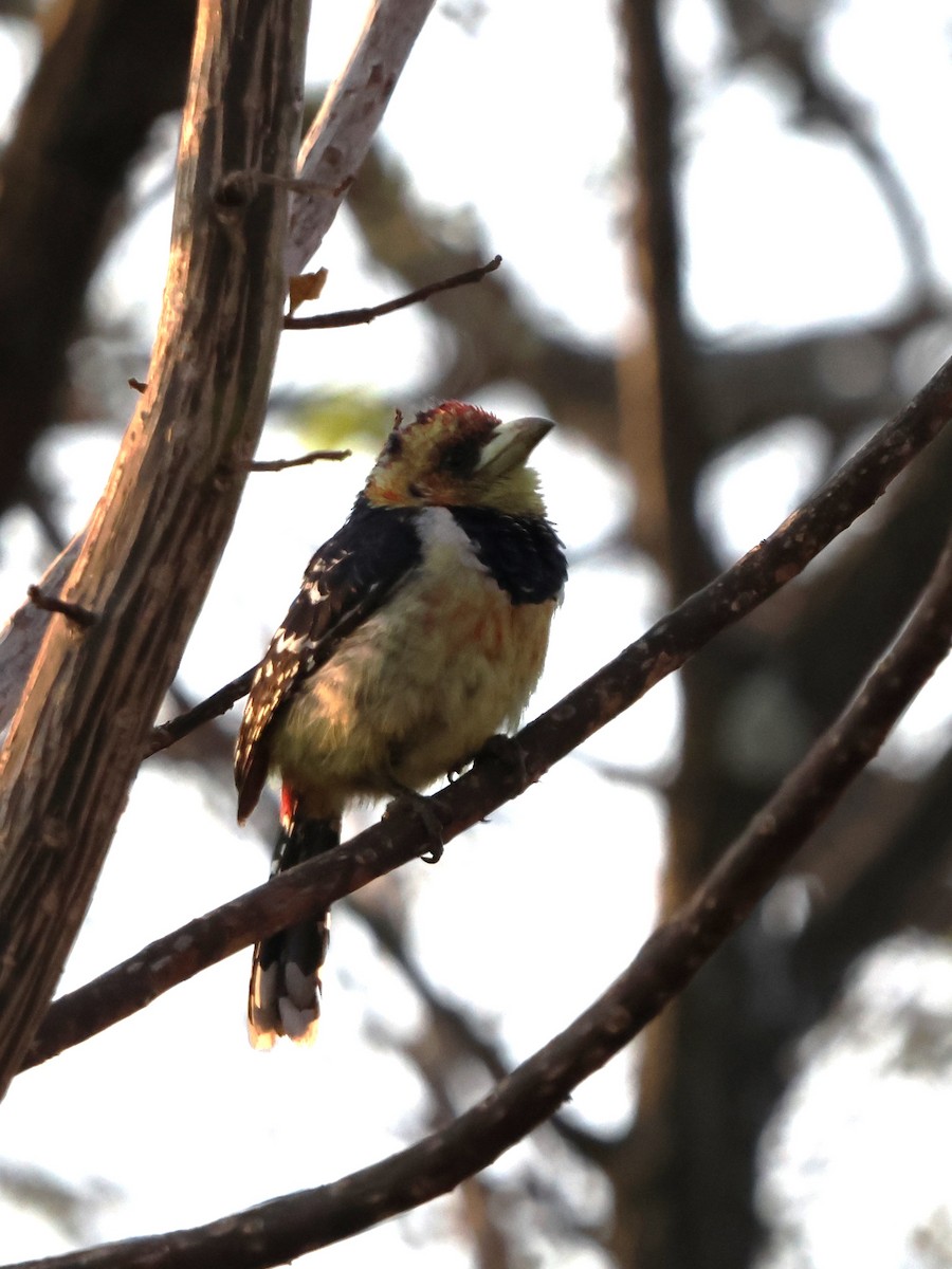 Crested Barbet - ML641503427