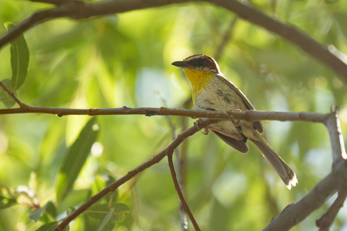 Rufous-capped Warbler - ML641503442
