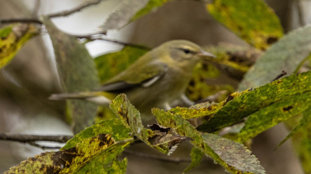 Tennessee Warbler - ML641503443