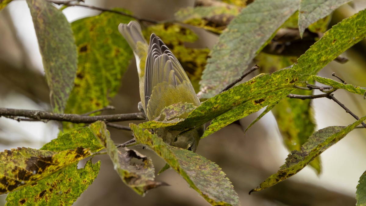 Tennessee Warbler - ML641503444