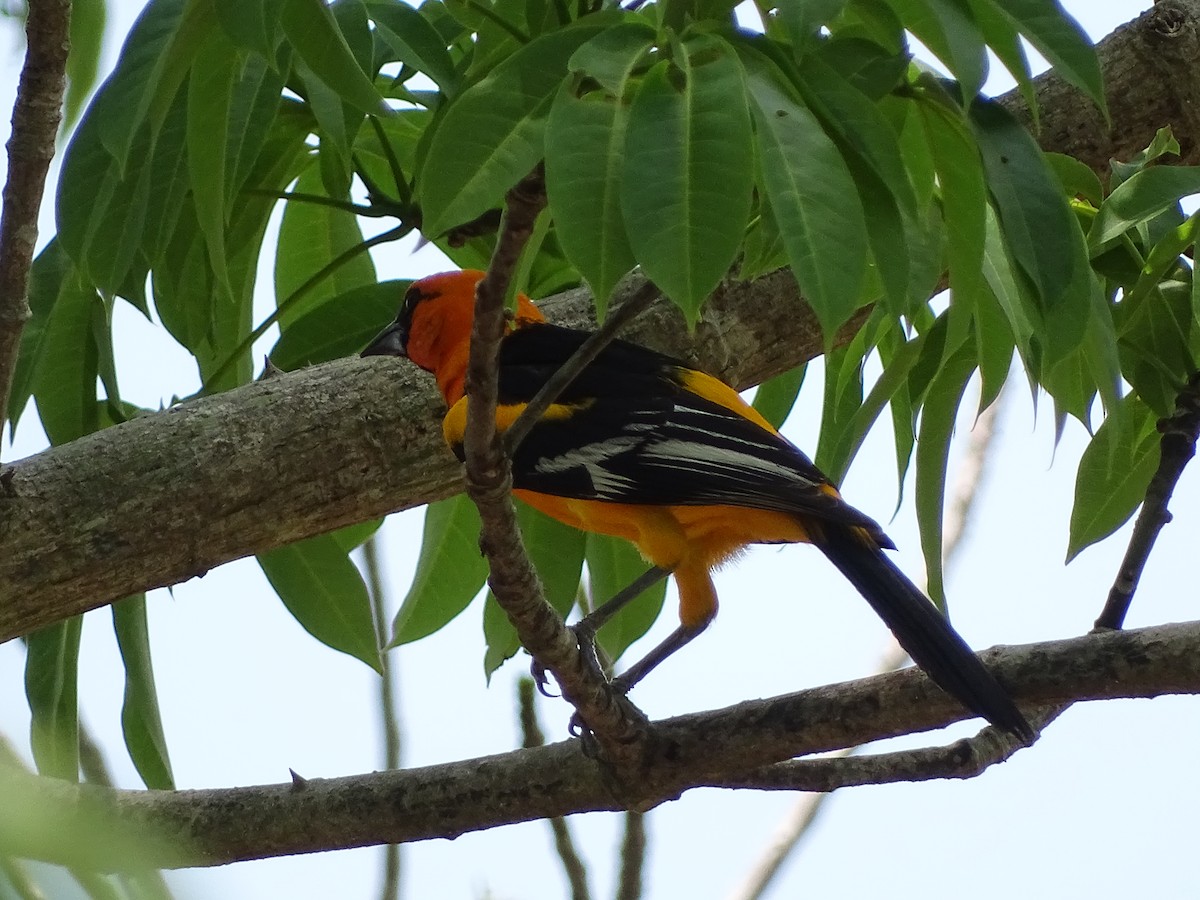 Altamira Oriole - ML641503445