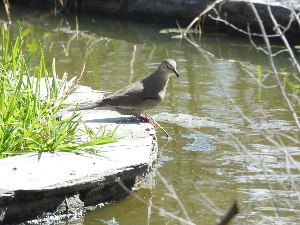Picui Ground Dove - ML641503447