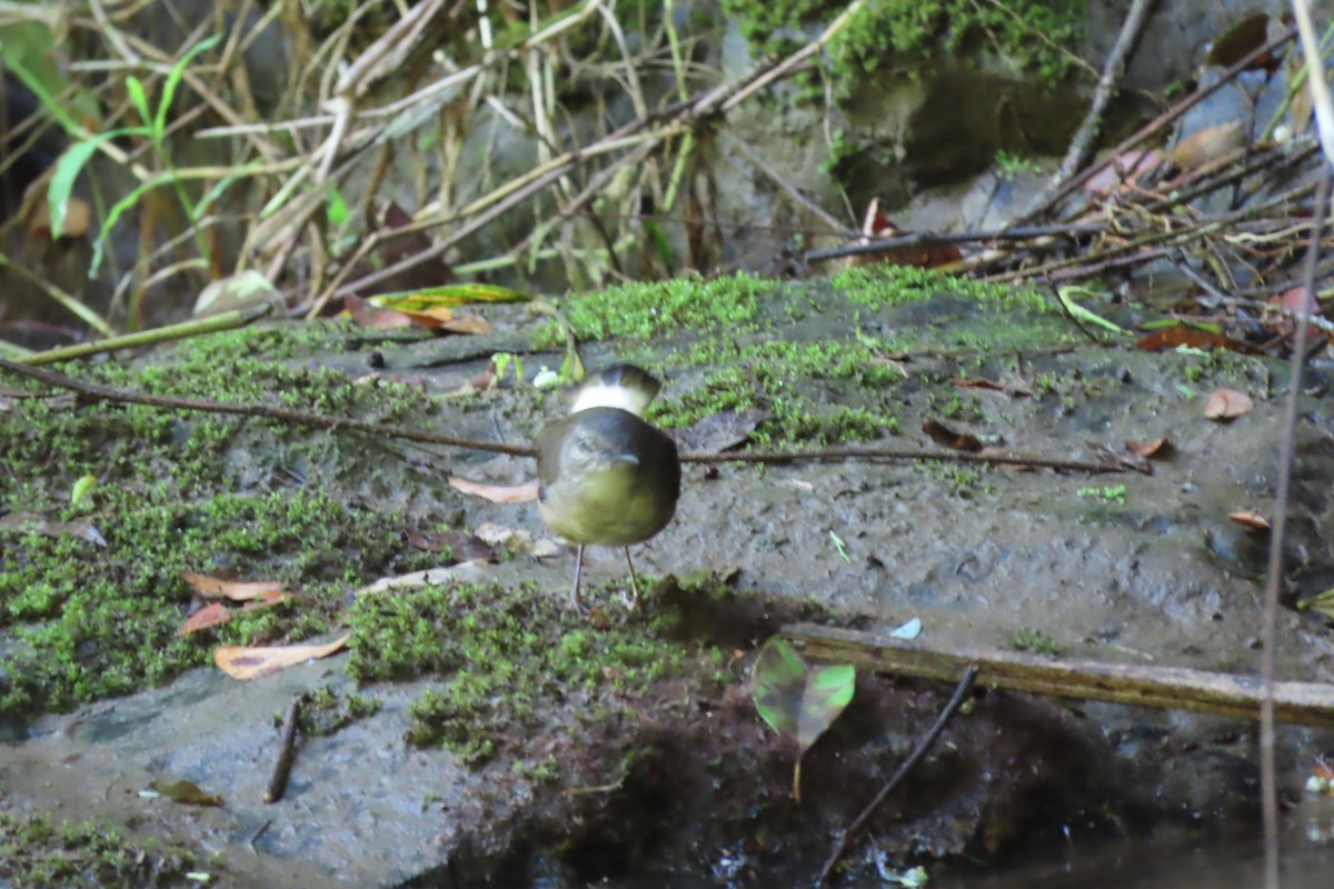 Buff-rumped Warbler - ML641503449