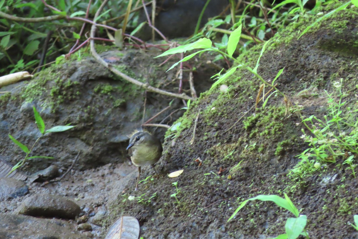 Buff-rumped Warbler - ML641503450