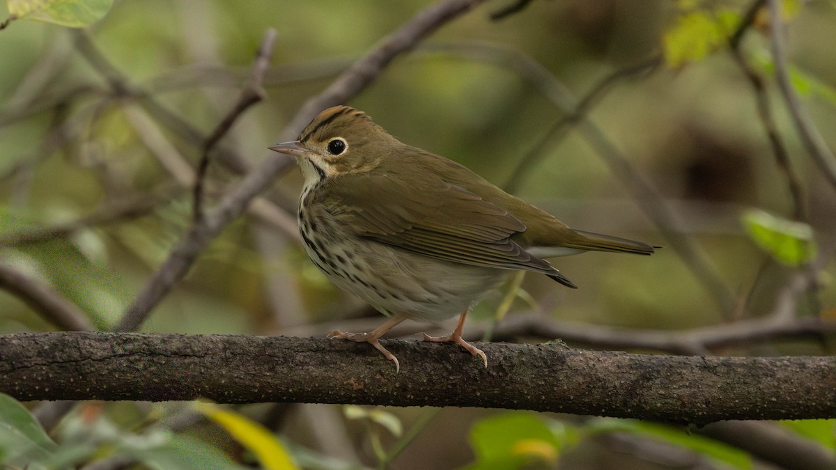 Ovenbird - ML641503466