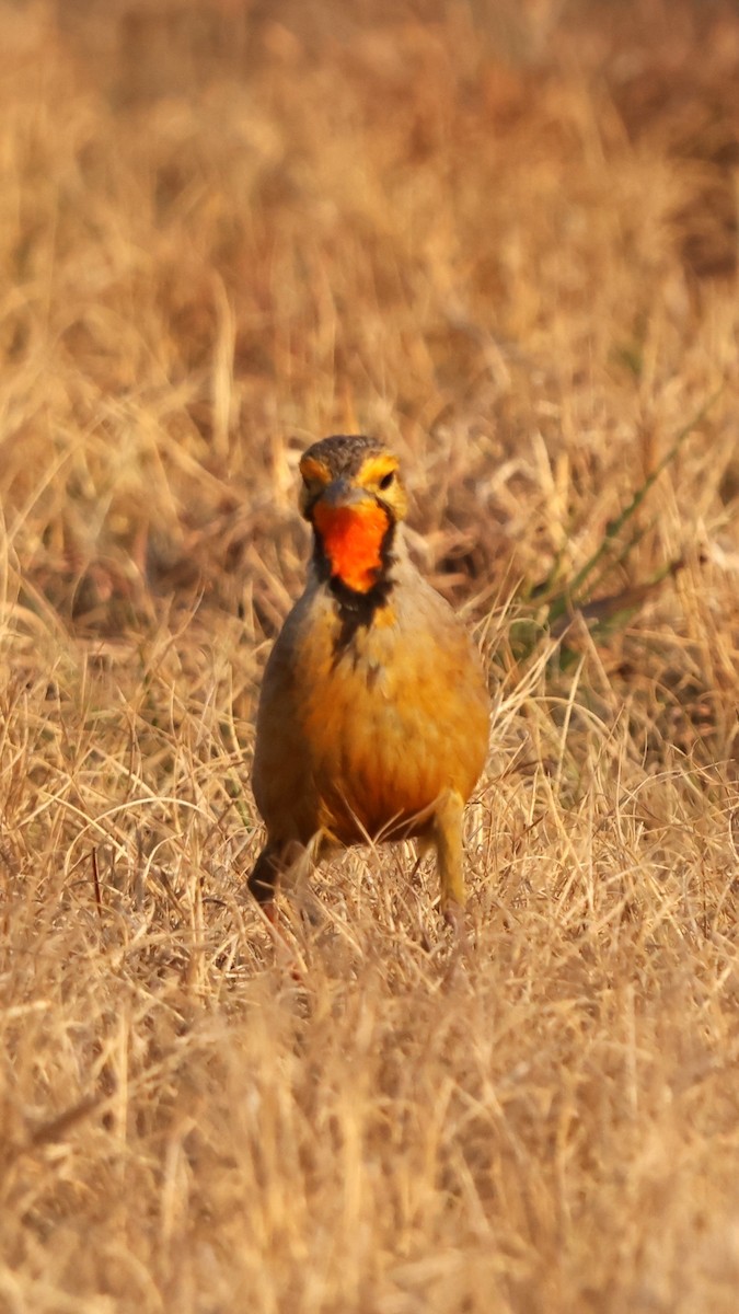アカノドツメナガタヒバリ - ML641503487