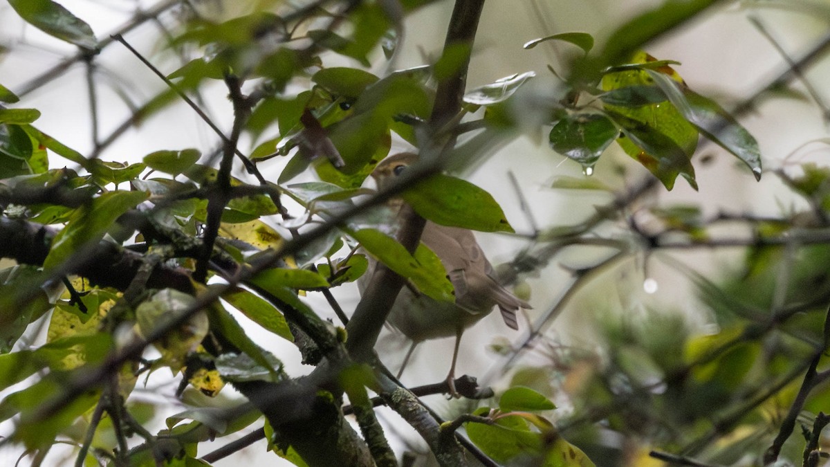 Swainson's Thrush - ML641503492
