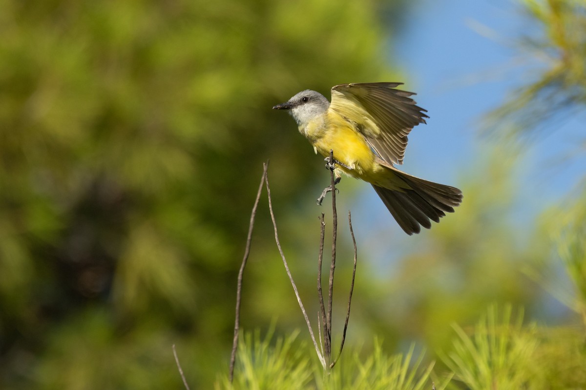 Tropical Kingbird - ML641503497