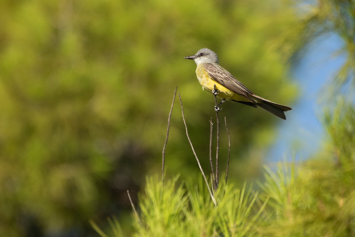 Tropical Kingbird - ML641503499