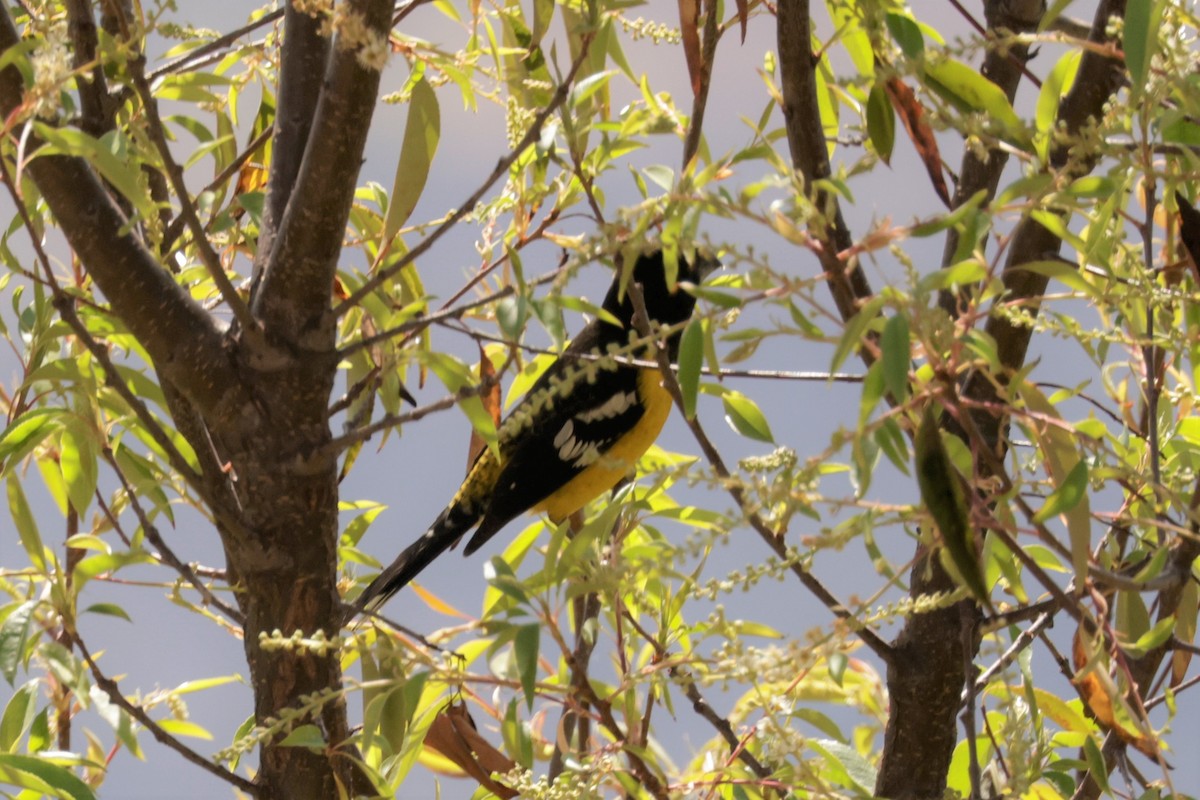 gulbuktykknebb (uropygialis/terminalis) - ML641503566
