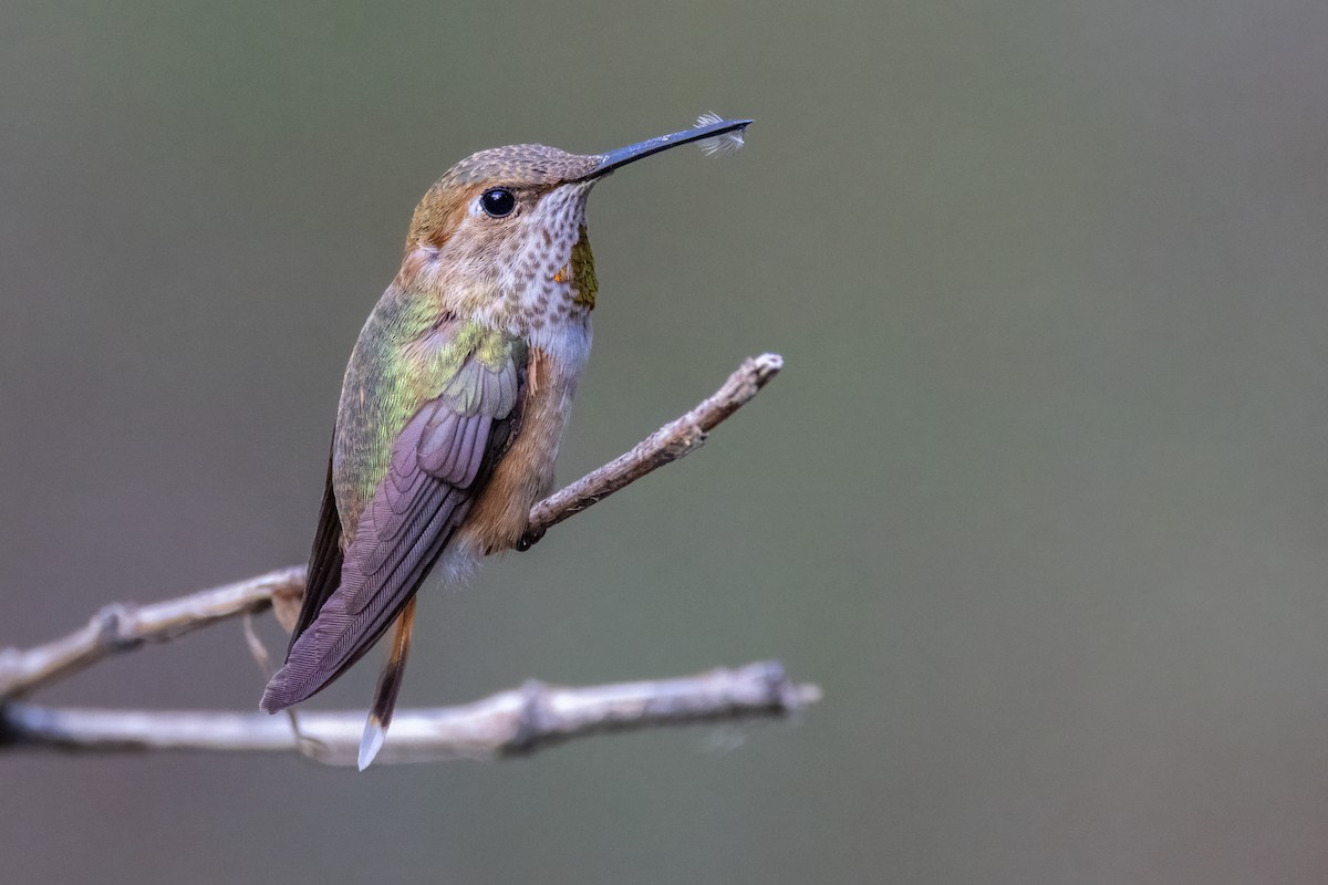 Rufous Hummingbird - ML641503587