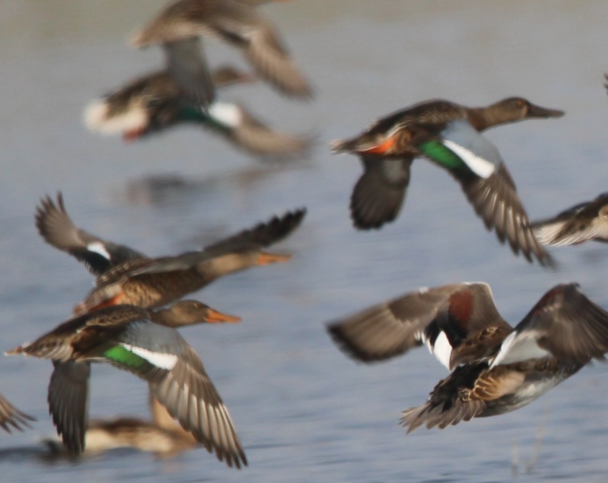 Халбага нугас - ML641503627