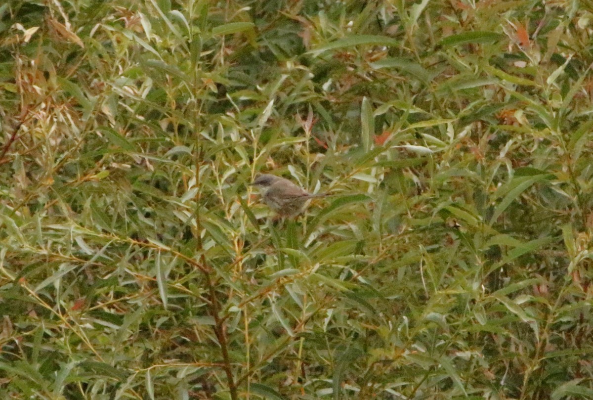 møller - ML641503659