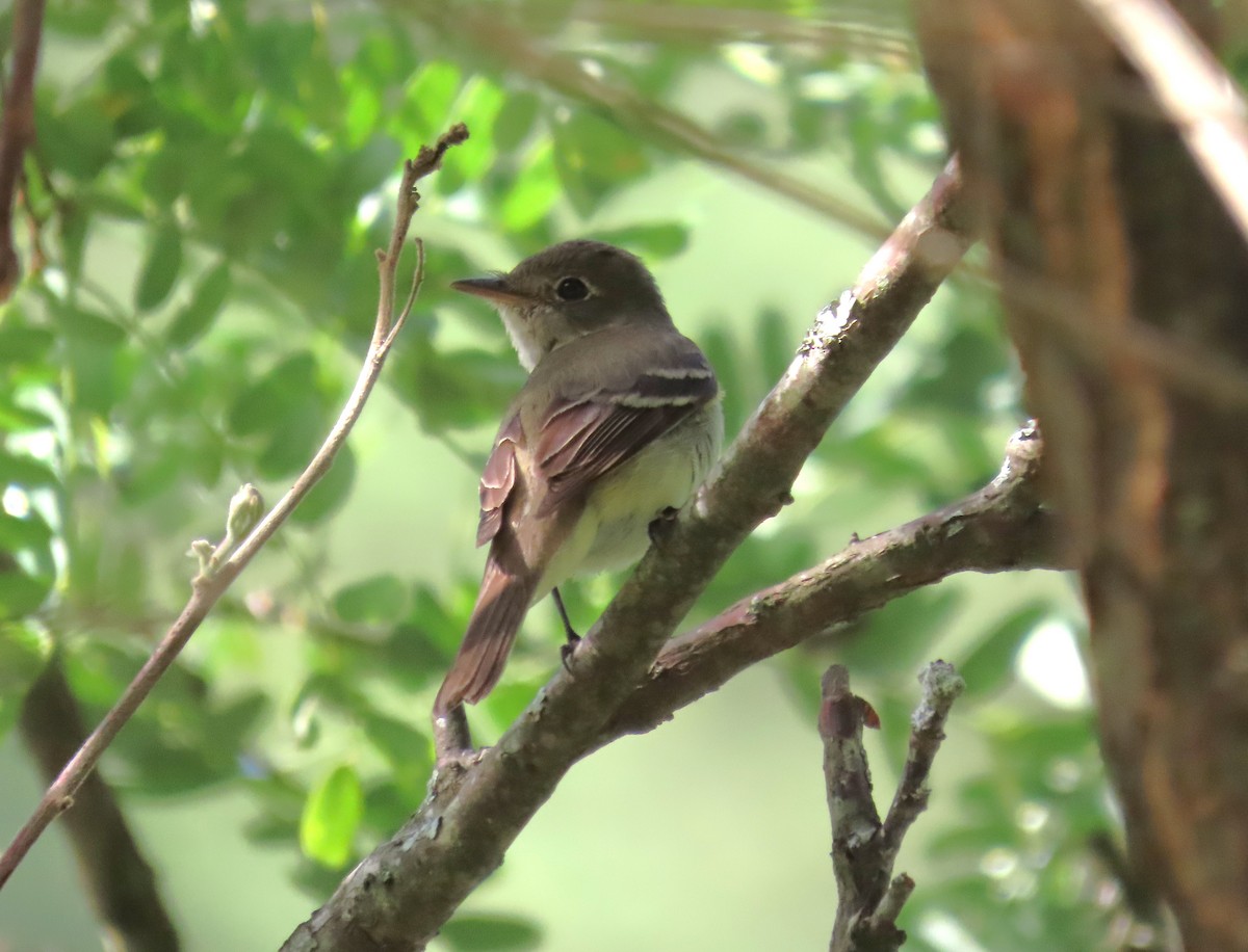 Alder Flycatcher - ML641503662