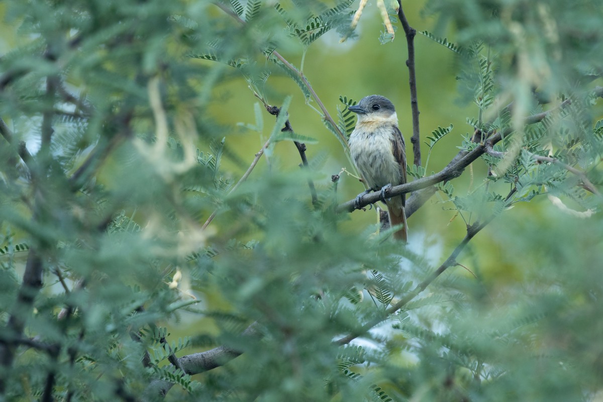 Rose-throated Becard - ML641503683