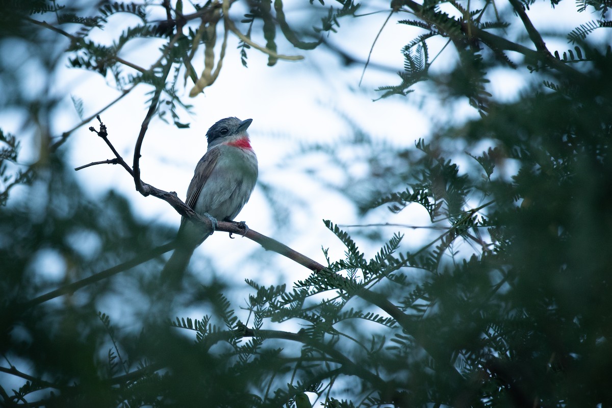 Rose-throated Becard - ML641503684