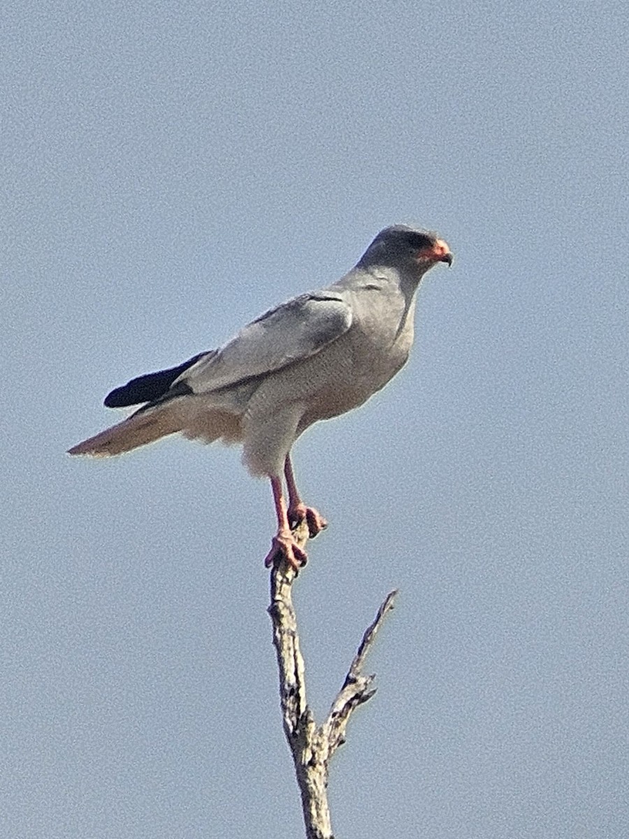 Pale Chanting-Goshawk - ML641503689