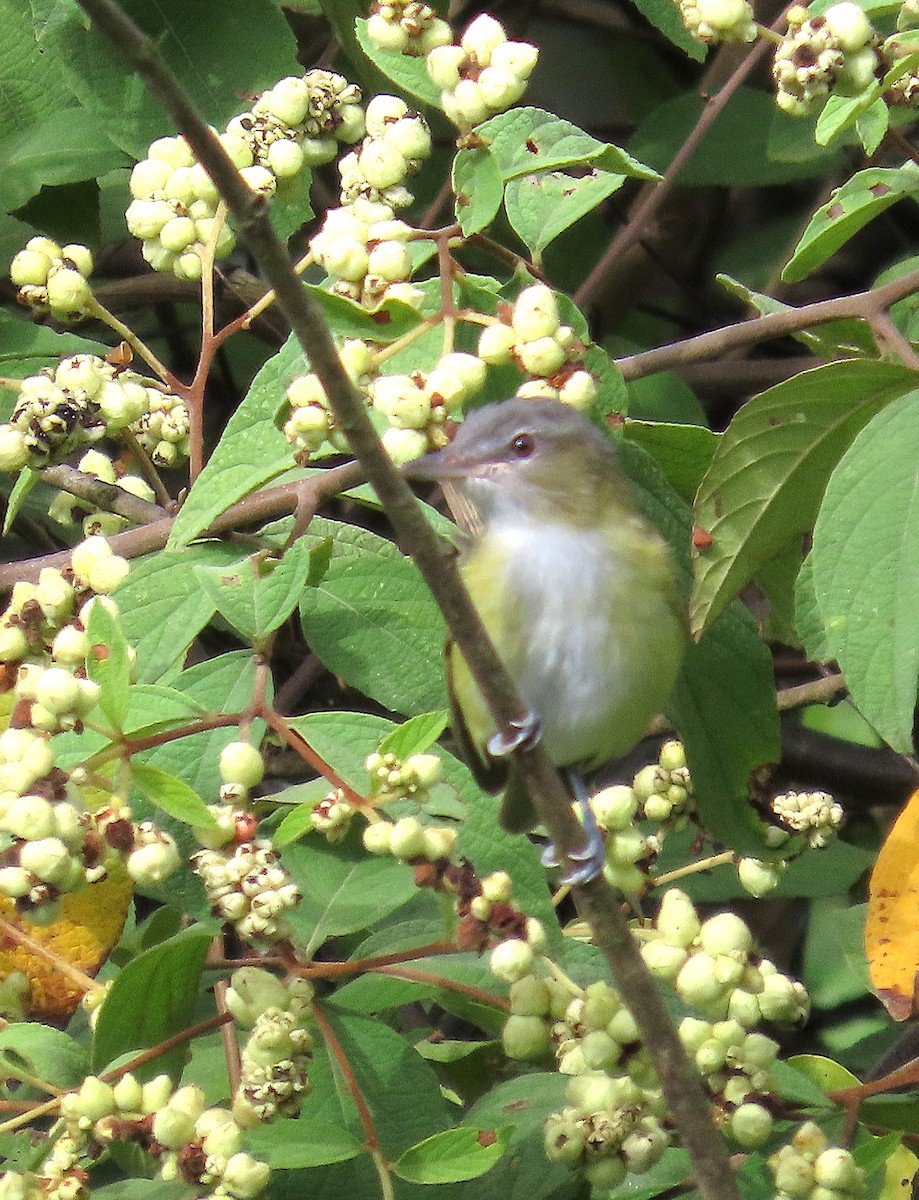 Yellow-green Vireo - ML641503706