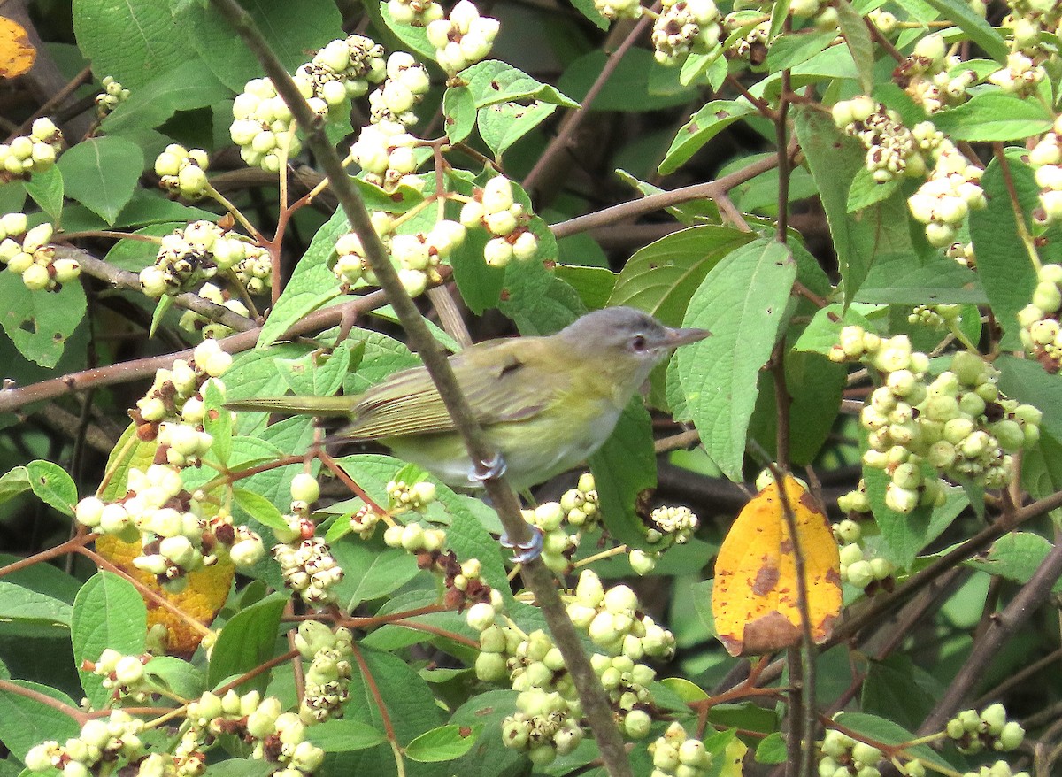Yellow-green Vireo - ML641503708