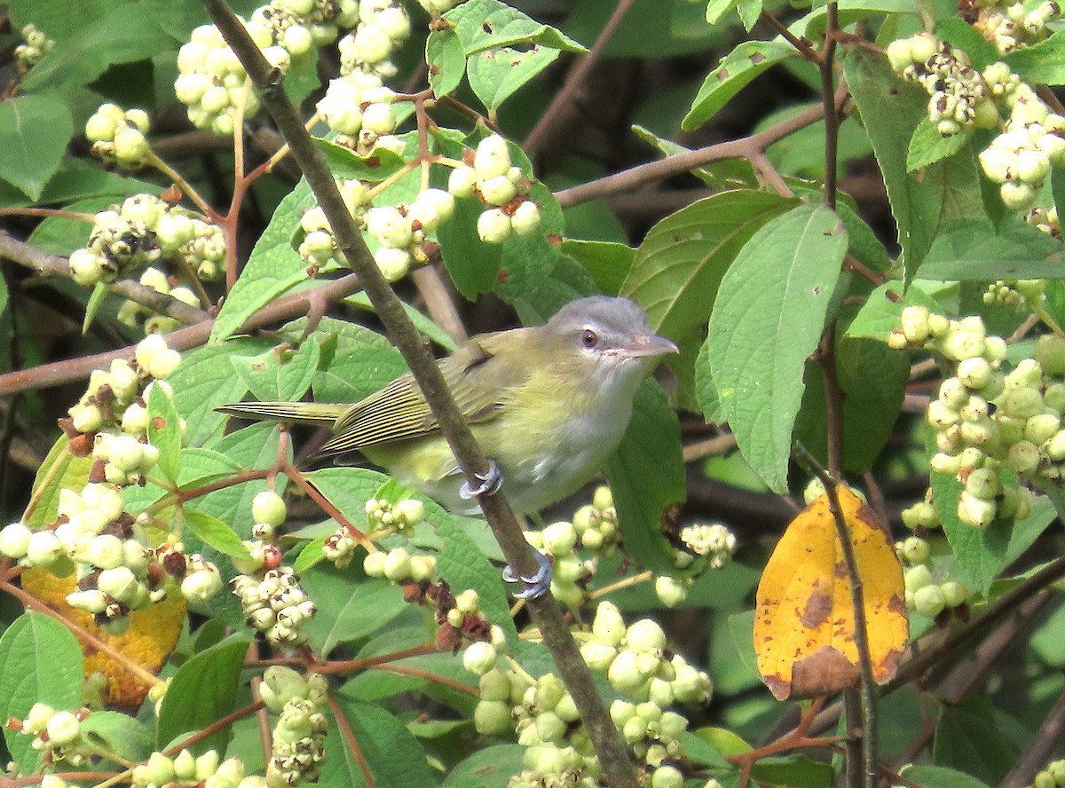 Yellow-green Vireo - ML641503709
