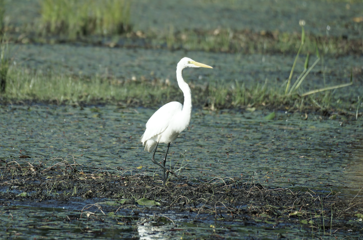 Great Egret - ML641503769
