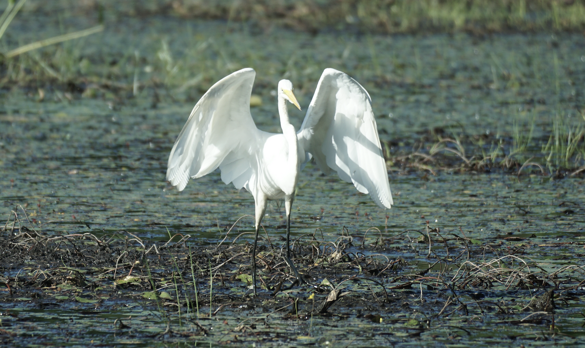 Great Egret - ML641503770