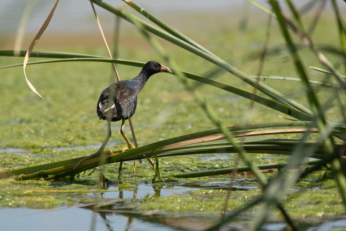 Purple Gallinule - ML641503775
