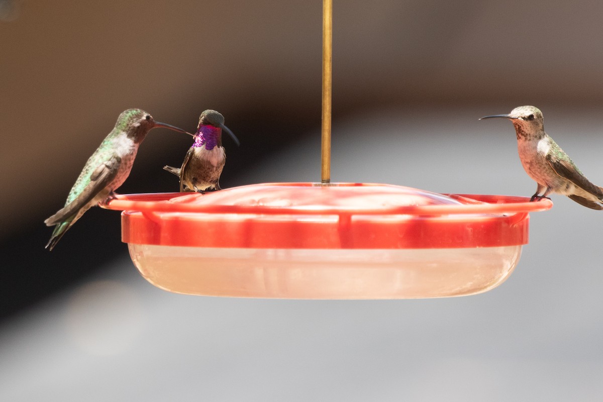 Lucifer Hummingbird - ML641503834