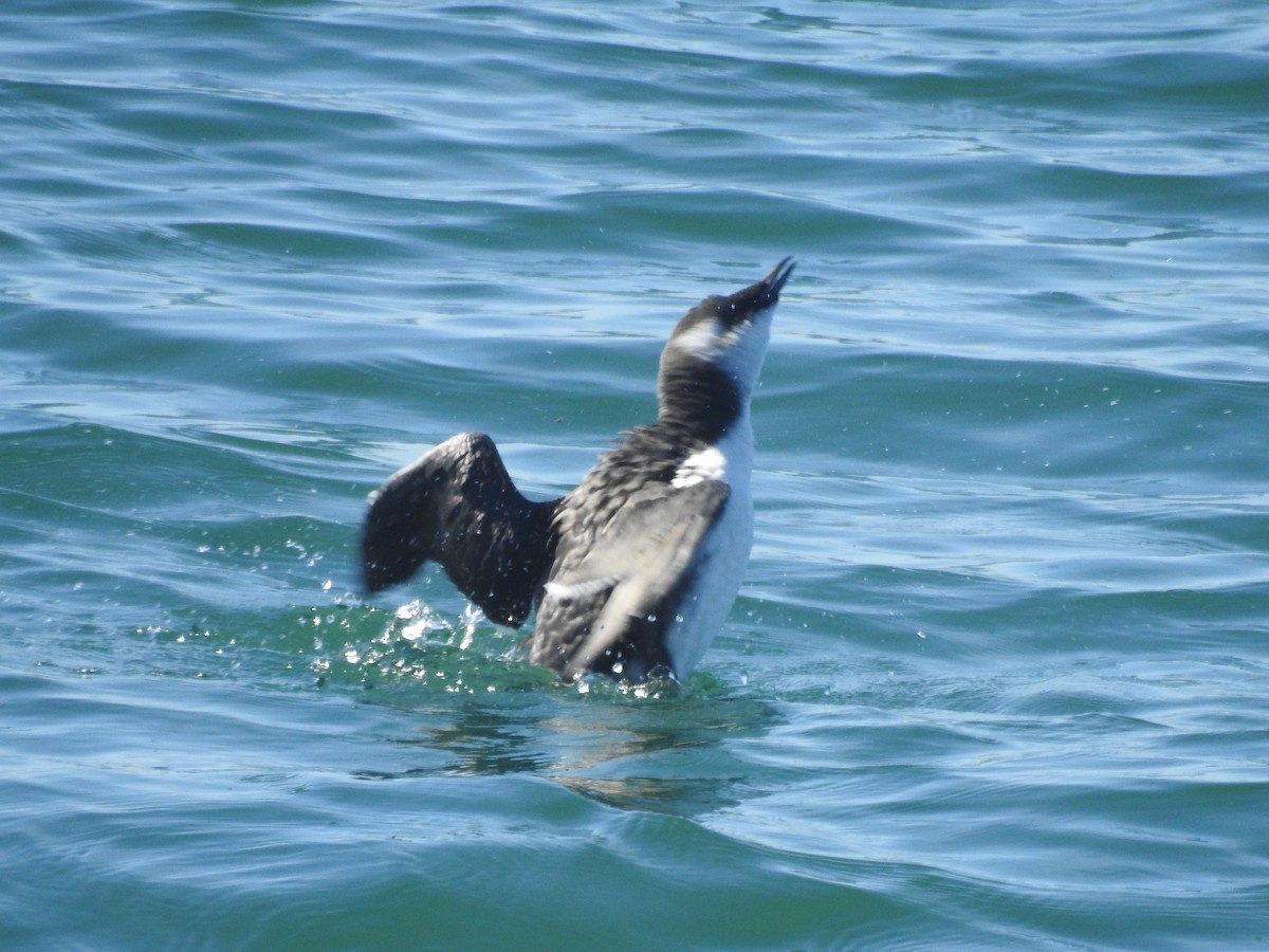 Common Murre - ML641503839