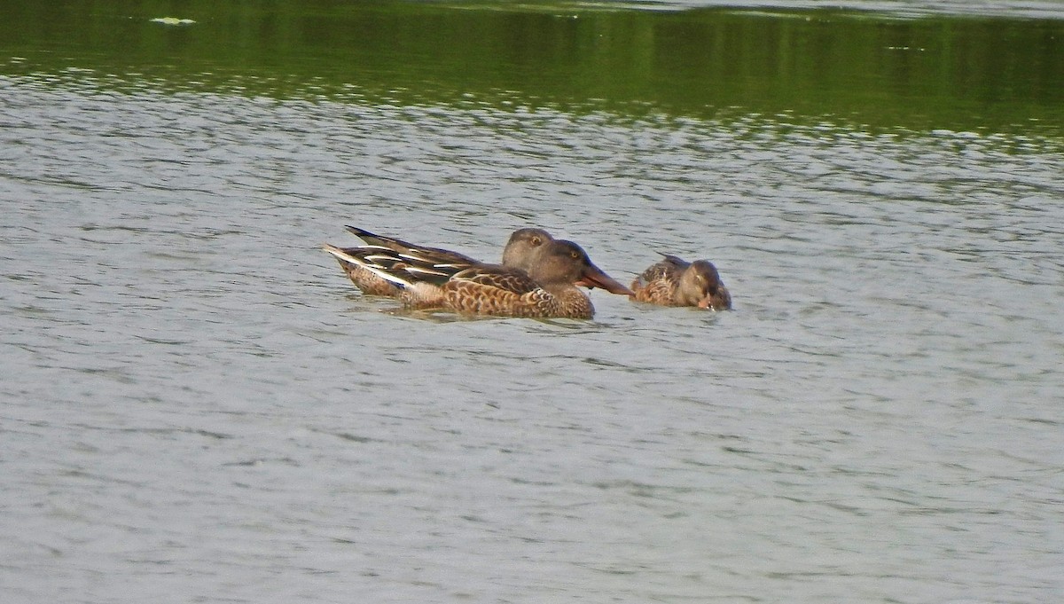 Northern Shoveler - ML641503841