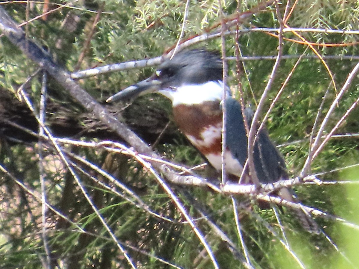 Belted Kingfisher - ML641503848