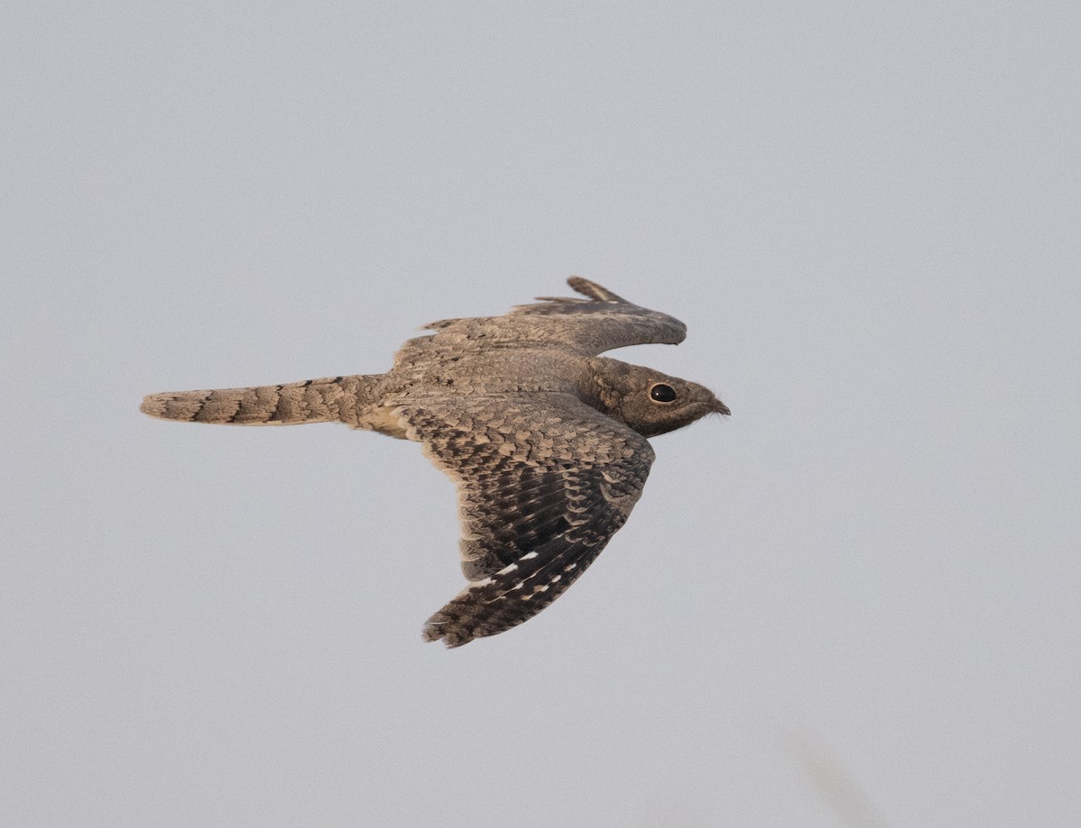 Egyptian Nightjar - ML641503863