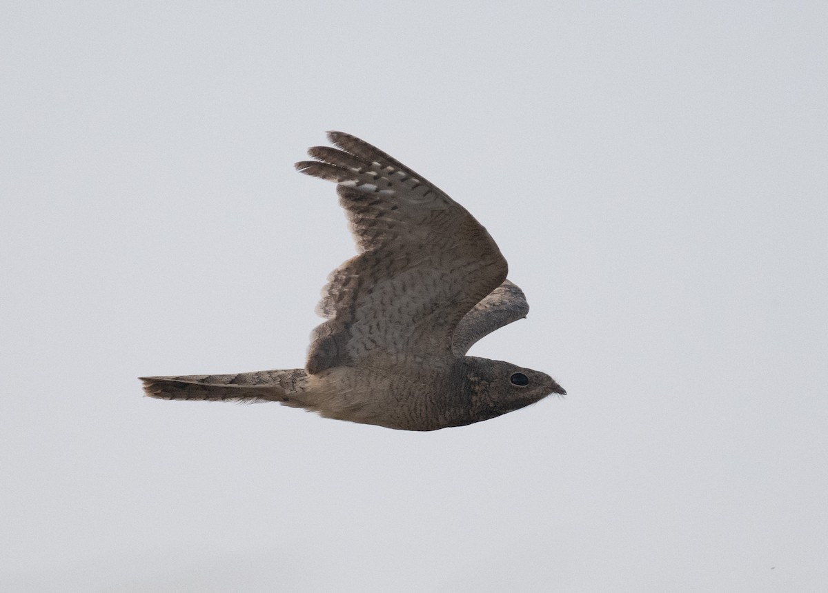 Egyptian Nightjar - ML641503864