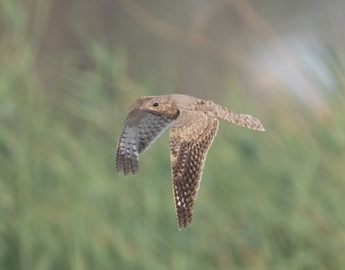 Egyptian Nightjar - ML641503865