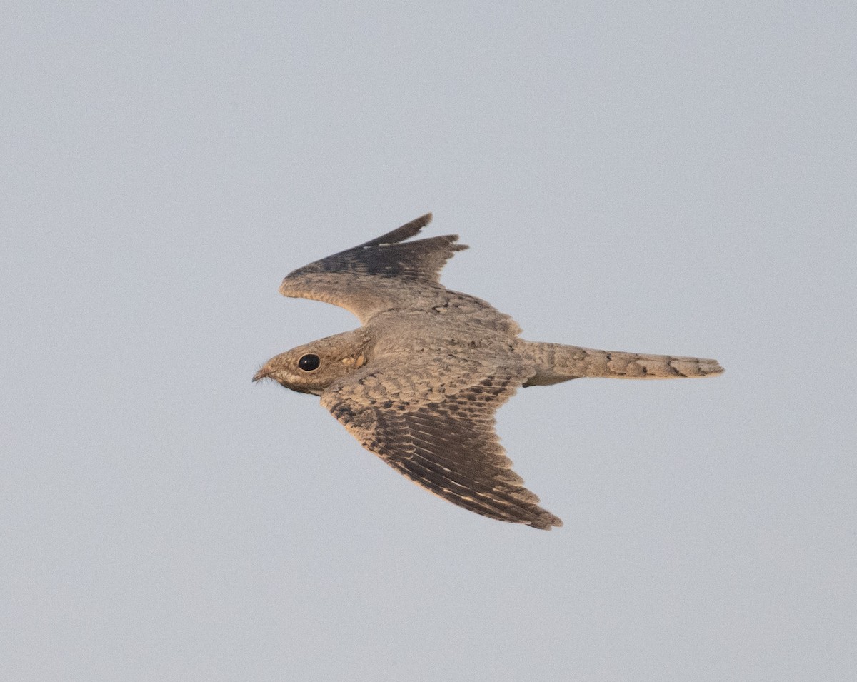 Egyptian Nightjar - ML641503866