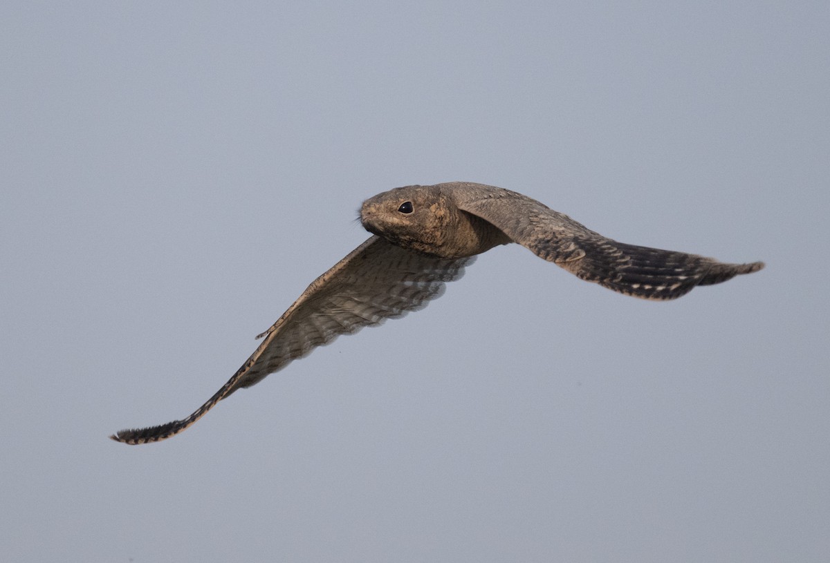 Egyptian Nightjar - ML641503867