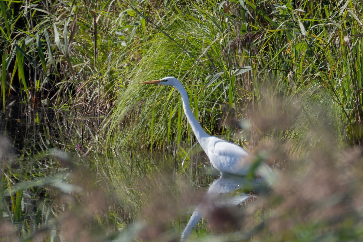 Цасч дэглий - ML641503906
