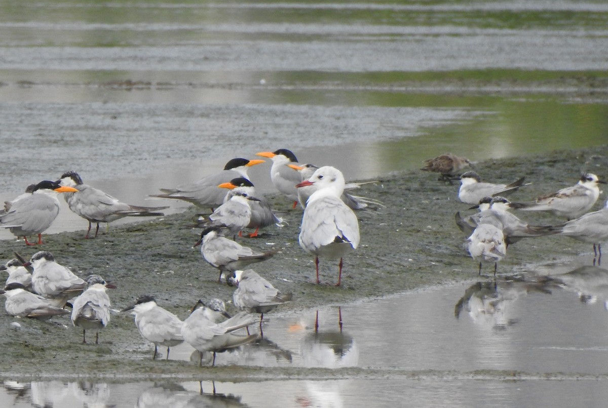 Black-headed Gull - ML641503916