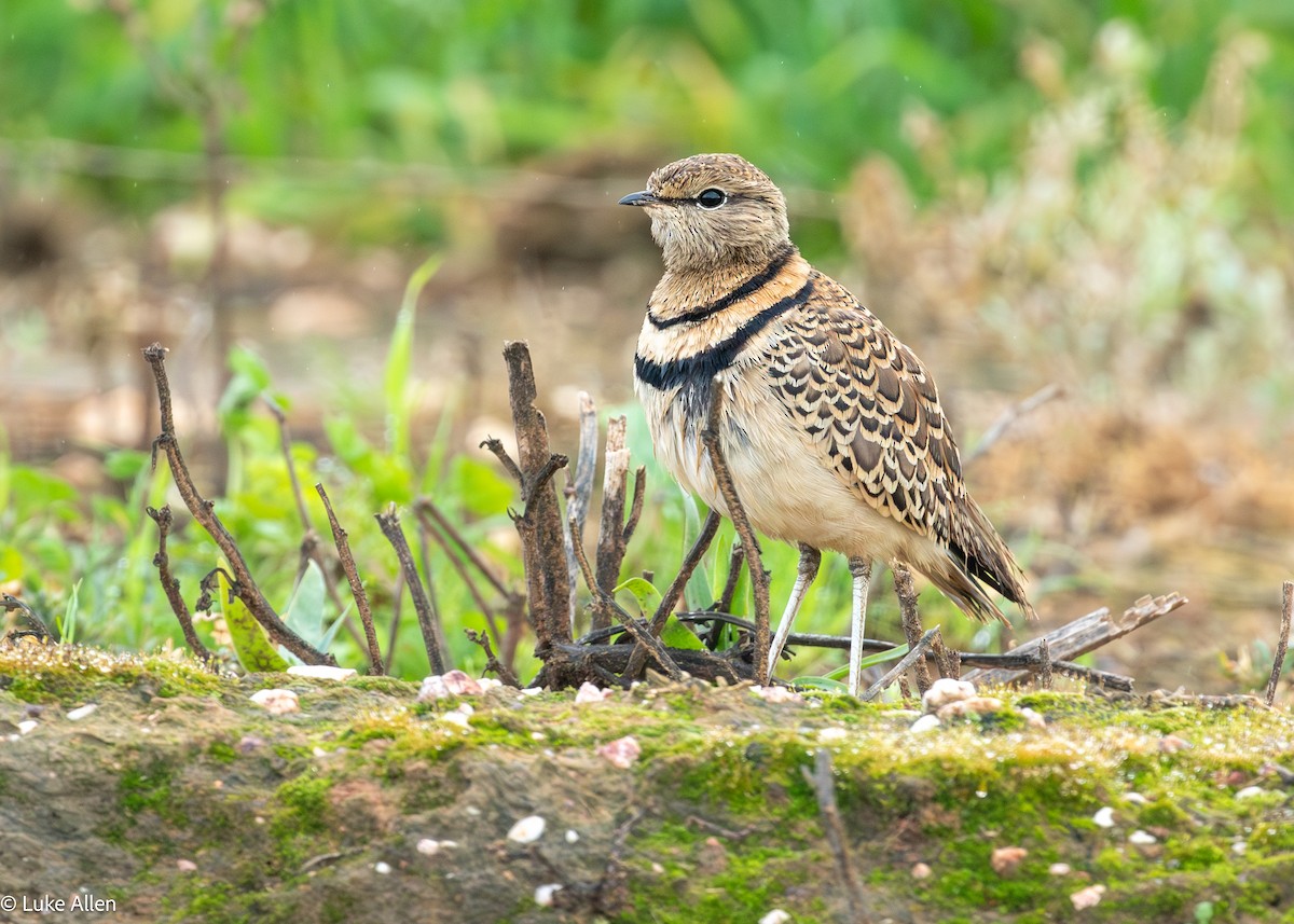 Double-banded Courser - ML641503919