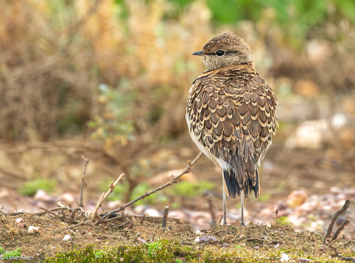 Double-banded Courser - ML641503922