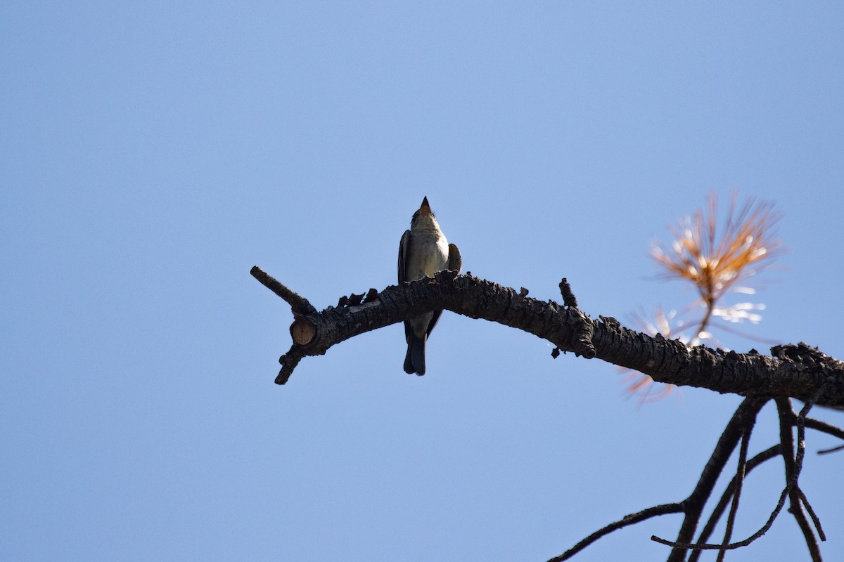 Greater Pewee - ML641503939