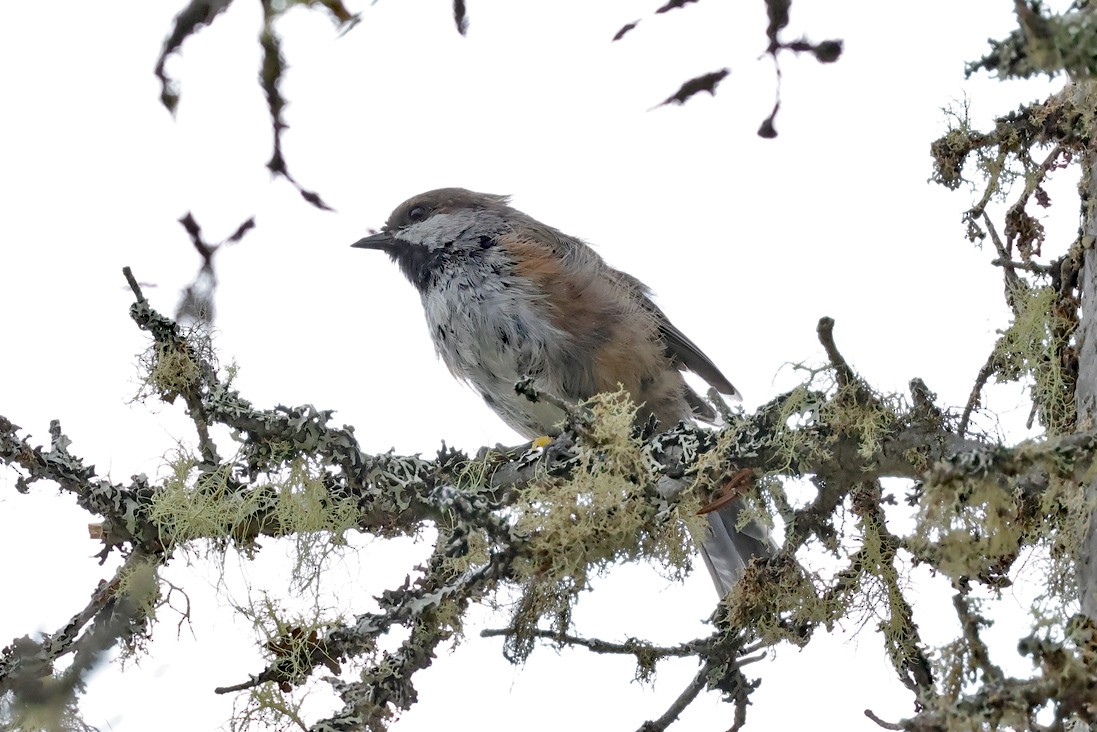 Boreal Chickadee - ML641503941