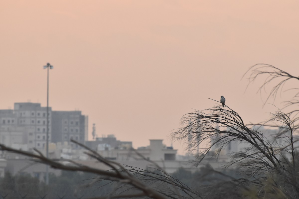 Black-winged Kite - ML641503956