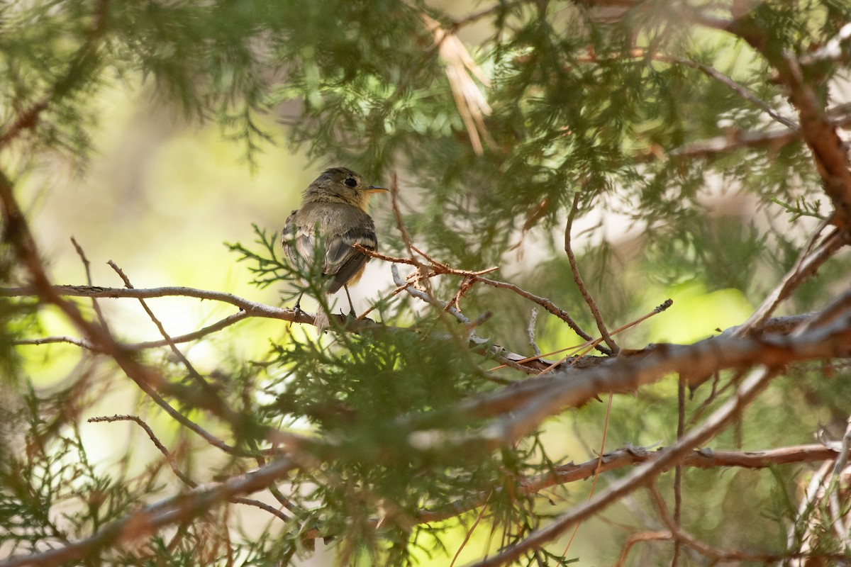 Buff-breasted Flycatcher - ML641503960