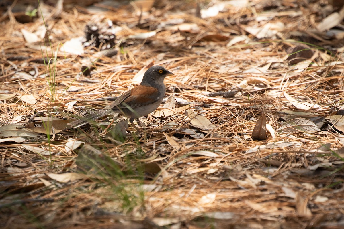 Yellow-eyed Junco - ML641503982