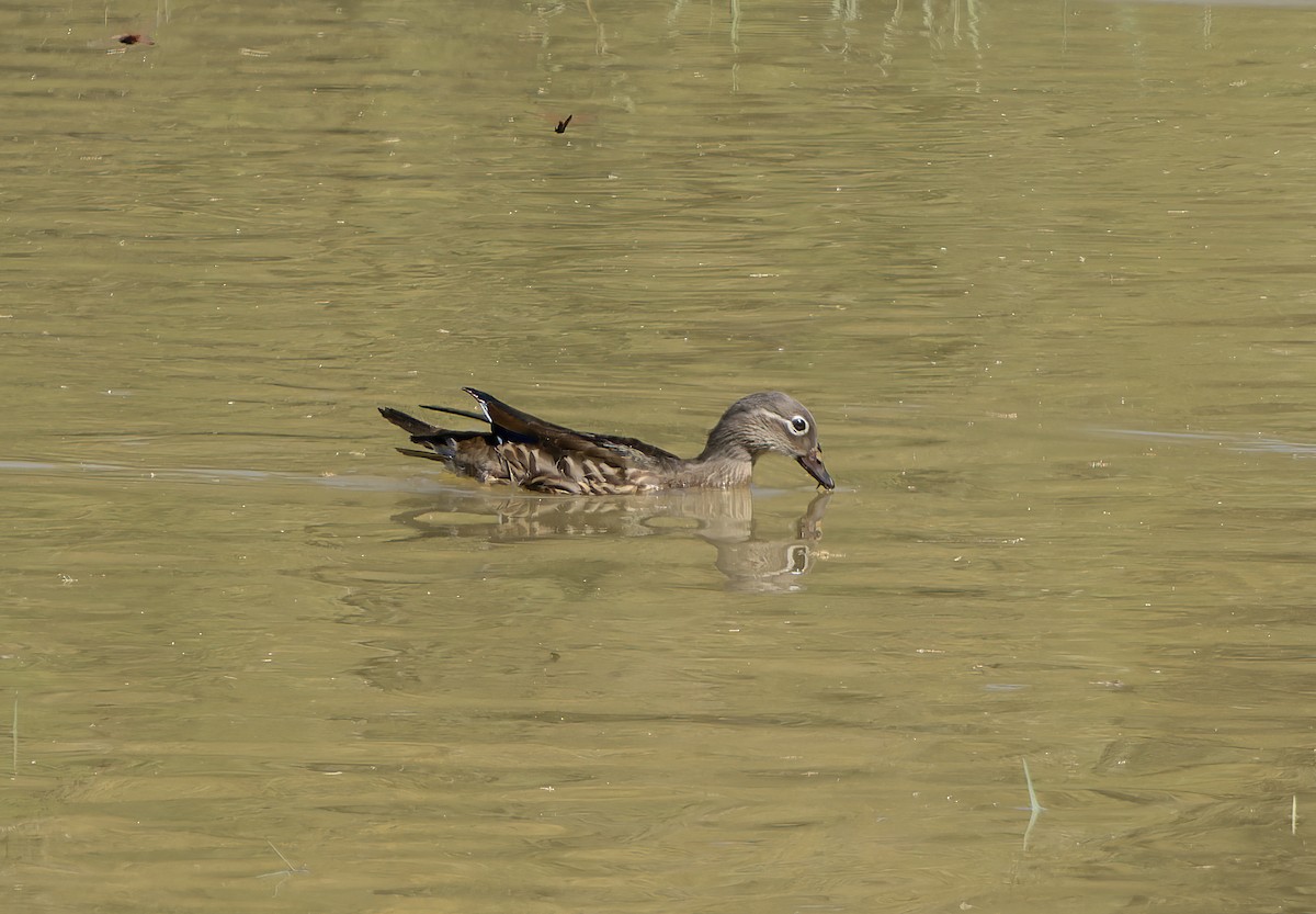 Mandarin Duck - ML641503999