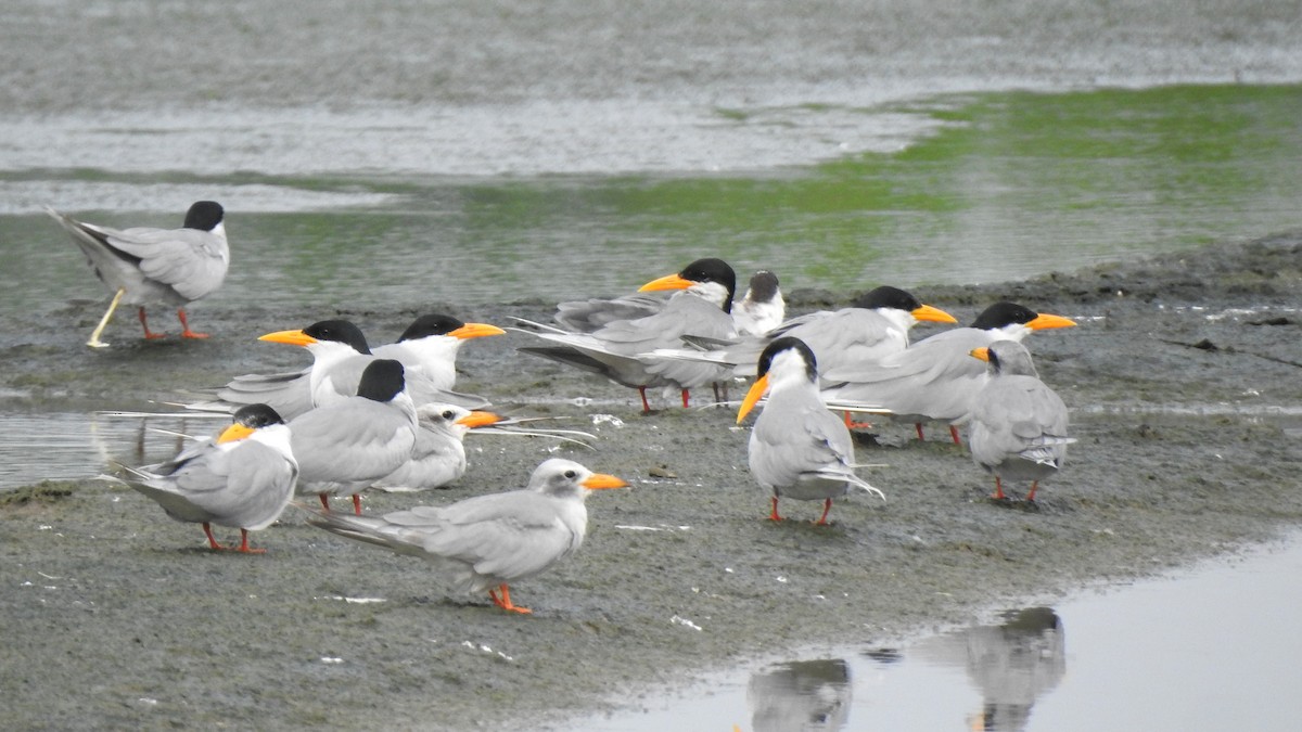 River Tern - ML641504032